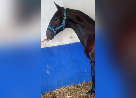 Lusitano, Hengst, 1 Jaar, Schimmel