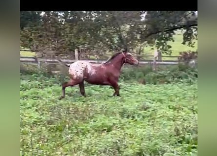 Lusitano Mix, Hengst, 2 Jaar, 150 cm, Gevlekt-paard