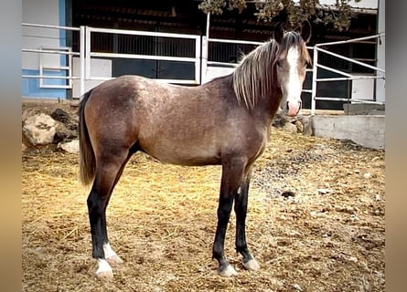 Lusitano, Hengst, 2 Jaar, 154 cm, Schimmel