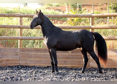 Lusitano Mix, Hengst, 2 Jaar, 155 cm, Zwart