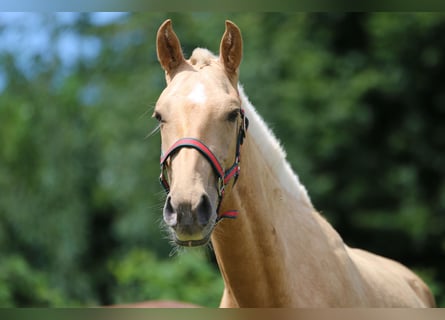 Lusitano, Hengst, 2 Jaar, 158 cm, Palomino