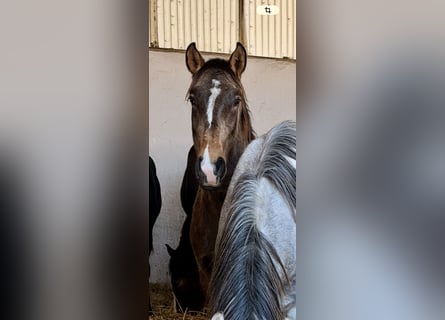 Lusitano, Hengst, 2 Jaar, 160 cm, Buckskin