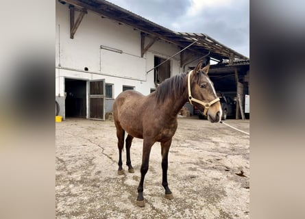 Lusitano, Hengst, 2 Jaar, 160 cm, Buckskin