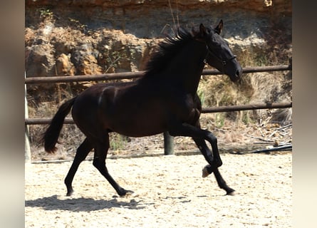 Lusitano, Hengst, 2 Jaar, 160 cm, Zwart