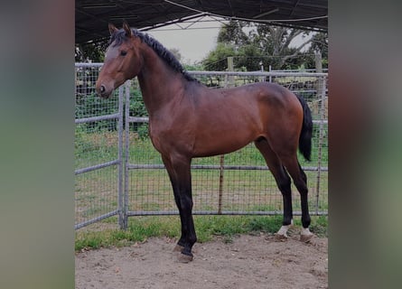 Lusitano, Hengst, 2 Jaar, 162 cm, Bruin