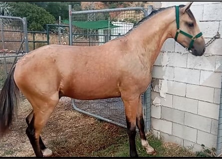 Lusitano, Hengst, 2 Jaar, 162 cm, Falbe