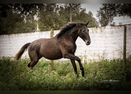 Lusitano, Hengst, 2 Jaar, 162 cm, Schimmel