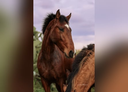 Lusitano, Hengst, 2 Jaar, 163 cm, Bruin