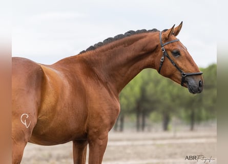 Lusitano, Hengst, 2 Jaar, 163 cm, Roodbruin