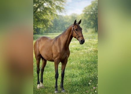 Lusitano, Hengst, 2 Jaar, 164 cm, Bruin