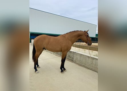 Lusitano, Hengst, 2 Jaar, 164 cm, Falbe