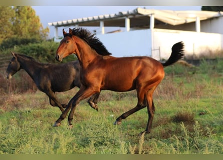 Lusitano, Hengst, 2 Jaar, 165 cm, Bruin