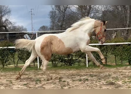 Lusitano Mix, Hengst, 2 Jaar, 165 cm, Gevlekt-paard