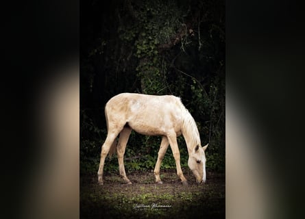 Lusitano, Hengst, 2 Jaar, 165 cm, Palomino