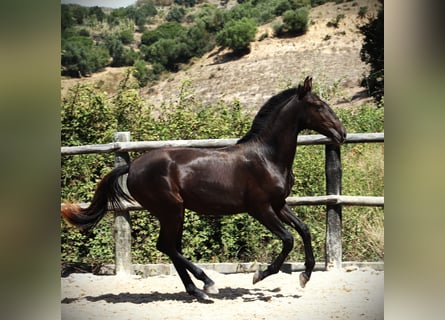 Lusitano, Hengst, 2 Jaar, 165 cm, Zwart