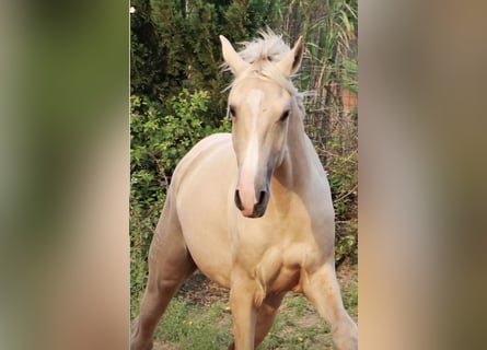 Lusitano, Hengst, 2 Jaar, 166 cm, Palomino