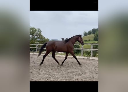 Lusitano, Hengst, 2 Jaar, 168 cm, Bruin