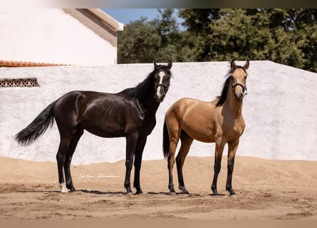 Lusitano Mix, Hengst, 2 Jaar, 170 cm, Zwart