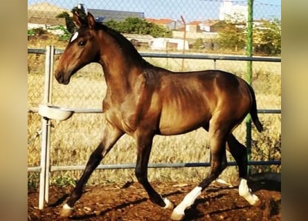 Lusitano, Hengst, 2 Jaar, Donkerbruin