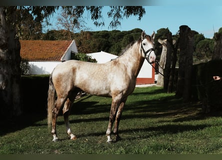 Lusitano, Hengst, 3 Jaar, 158 cm