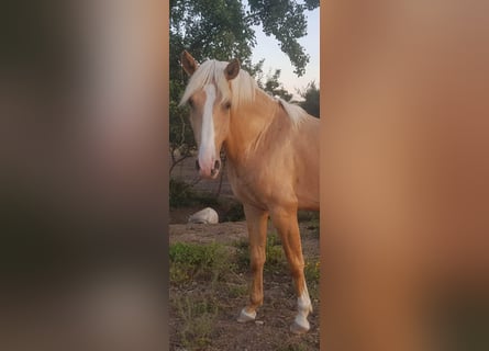 Lusitano Mix, Hengst, 3 Jaar, 158 cm, Palomino