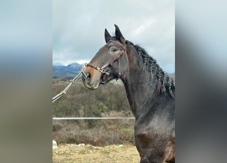 Lusitano, Hengst, 3 Jaar, 159 cm, Rood schimmel