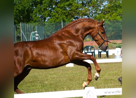 Lusitano, Hengst, 3 Jaar, 159 cm, Vos