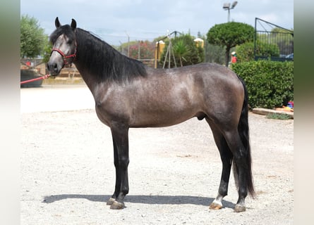 Lusitano, Hengst, 3 Jaar, 160 cm, Appelschimmel