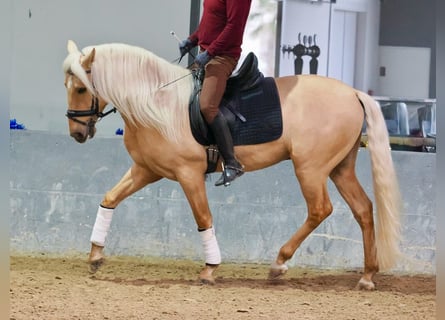 Lusitano, Hengst, 3 Jaar, 160 cm, Palomino