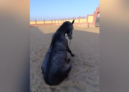 Lusitano, Hengst, 3 Jaar, 160 cm, Schimmel