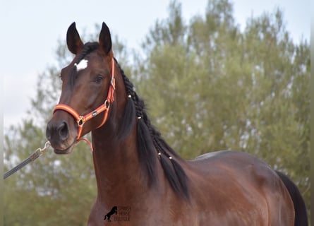 Lusitano, Hengst, 3 Jaar, 161 cm, Bruin