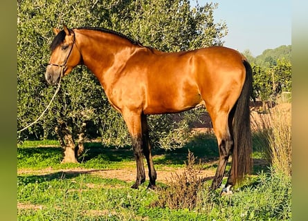 Lusitano, Hengst, 3 Jaar, 162 cm, Buckskin