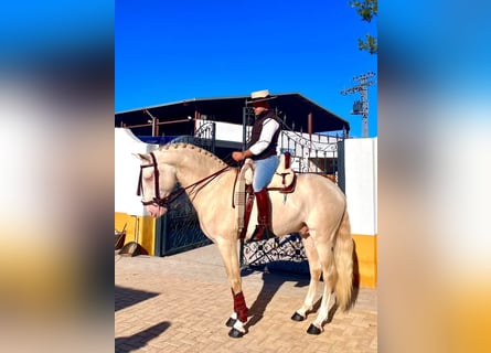 Lusitano, Hengst, 3 Jaar, 162 cm, Cremello