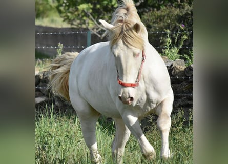 Lusitano, Hengst, 3 Jaar, 162 cm, Cremello