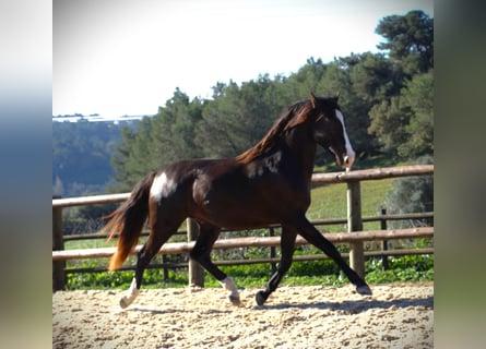 Lusitano, Hengst, 3 Jaar, 163 cm, Buckskin