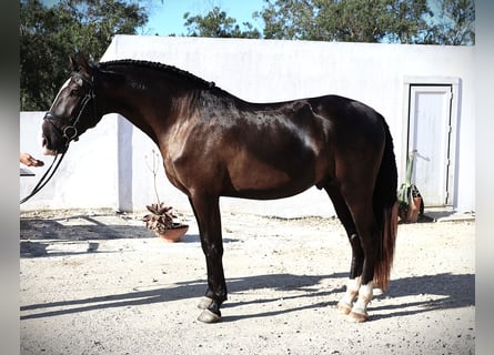 Lusitano, Hengst, 3 Jaar, 163 cm, Buckskin