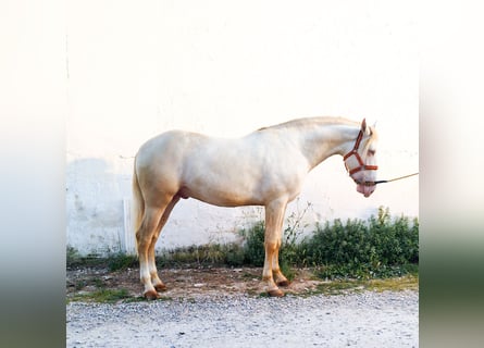 Lusitano, Hengst, 3 Jaar, 163 cm, Perlino