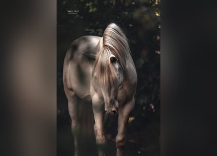Lusitano, Hengst, 3 Jaar, 163 cm, Perlino