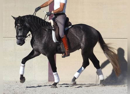 Lusitano, Hengst, 3 Jaar, 163 cm, Schimmel