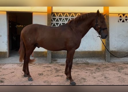 Lusitano, Hengst, 3 Jaar, 165 cm, Vos