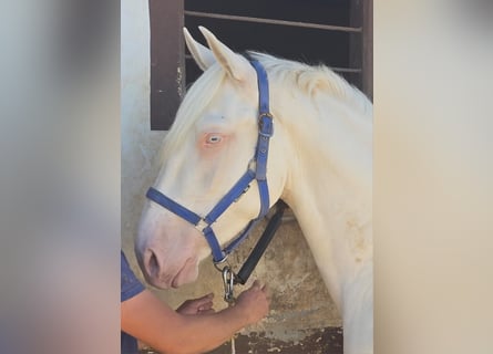 Lusitano Mix, Hengst, 3 Jaar, 166 cm, Cremello