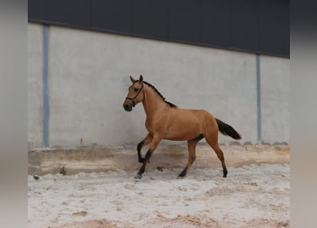 Lusitano, Hengst, 3 Jaar, 166 cm, Falbe