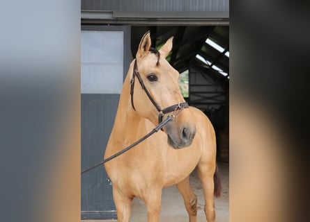 Lusitano, Hengst, 3 Jaar, 166 cm, Falbe