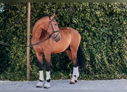 Lusitano, Hengst, 3 Jaar, 168 cm, Bruin