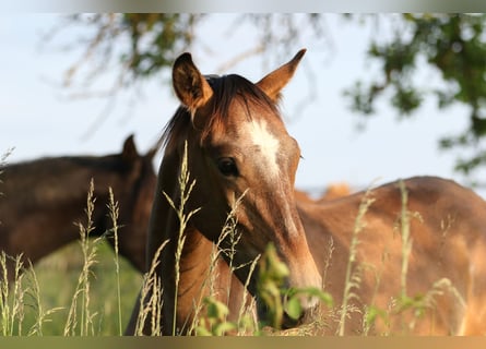 Lusitano, Hengst, 3 Jaar, 168 cm, Schimmel