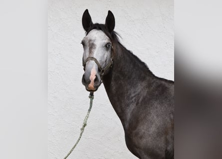 Lusitano, Hengst, 3 Jaar, Schimmel