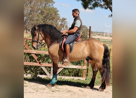 Lusitano Mix, Hengst, 4 Jaar, 153 cm, Falbe