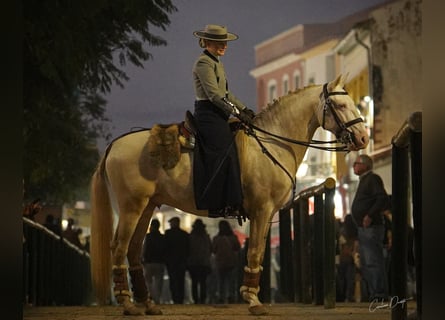 Lusitano, Hengst, 4 Jaar, 155 cm, Cremello