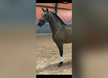 Lusitano, Hengst, 4 Jaar, 157 cm, Buckskin