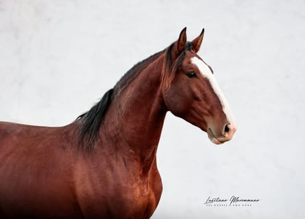 Lusitano, Hengst, 4 Jaar, 158 cm, Bruin